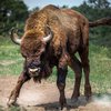 Опасные игры: 500-килограммовый бык насквозь проткнул мужчину рогом (видео) 