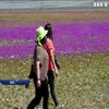 У Чилі зацвіла найпосушливіша пустеля в світі (відео)