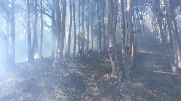 В Тунисе пылает масштабный лесной пожар 