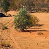 В Австралии турист выжил в пустыне благодаря телепередаче  