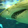 В Египте акула напала на туриста