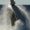 В Австралии в лодку с пассажирами врезался кит
