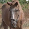 Скандал с лошадью в Одессе: активисты требуют наказать живодера