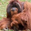 В США умер орангутан, владевший языком жестов