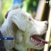 В Києві розшукують злочинців, які знущаються над собаками