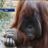 У США померла мавпа, що знала людську мову жестів