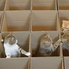 Житель США построил для котов лабиринт из коробок (видео)