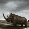 Древние носороги отрастили себе ребра перед вымиранием