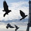 В Париже соколы будут спасать город от нашествия голубей