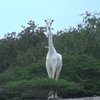 В Кении обнаружили редких белых жирафов (видео) 