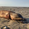 В Техасе на пляже нашли загадочного монстра