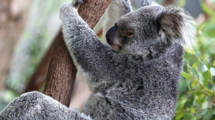 В Австралии коала "зайцем" каталась на внедорожнике 
