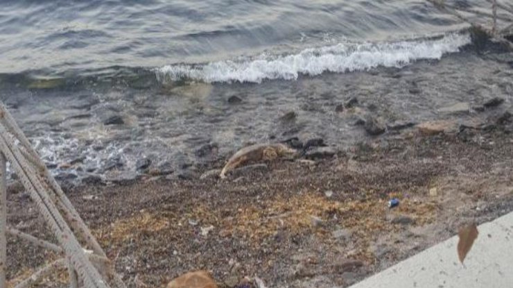 В Одессе на пляж выбросило труп дельфина 