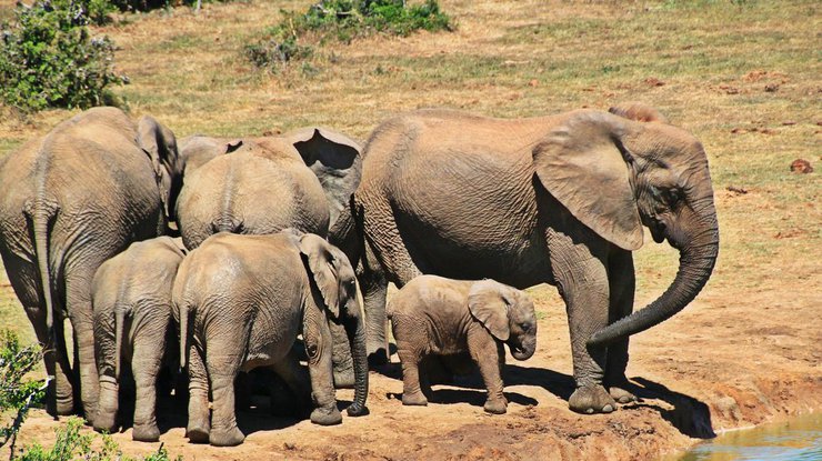 В Африке девять слонов погибли от удара электрическим током