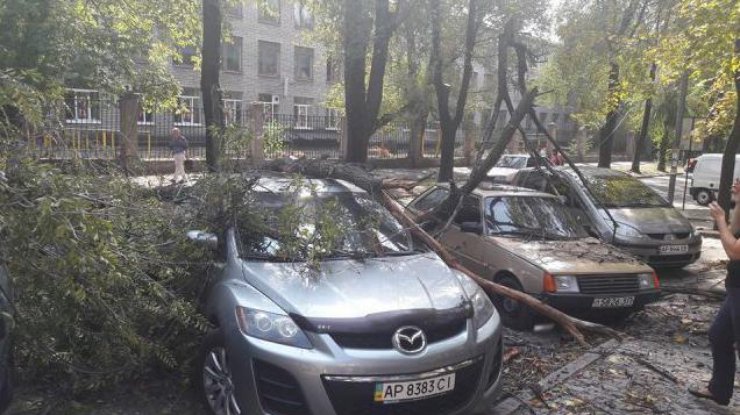 В Украине шквальный ветер валит деревья 
