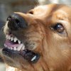 В Греции бродячие собаки загрызли туристку 