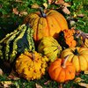 Осень-2017: какие овощи насыщают организм витаминами