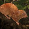 Зоологи обнаружили мифическую гигантскую крысу