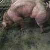 Фермер разводит мускулистых свиней-мутантов (видео)