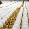 Яйца с токсинами обнаружили в 45 странах мира