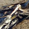 В Херсонской области массово умирают птицы