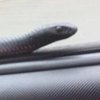 Ядовитая змея пыталась забраться в машину на полной скорости (фото)