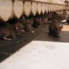 Центр Кривого Рога кишит крысами