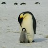 Как помочь пингвинам, не выходя из дома (эко-проект)