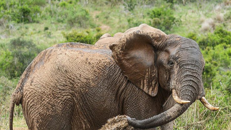 В Африке разъяренный слон напал на туристов