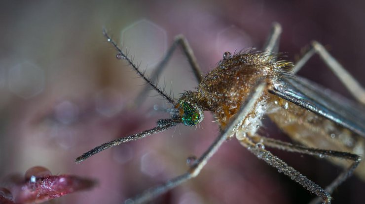 В Турции появились комары-убийцы 