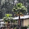 Во Флориде впервые за 28 лет выпал снег (видео)