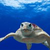 Во Флориде спасли 100 замерзших черепах (видео) 