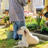 В США собака отказалась покидать могилу хозяина (видео)