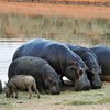 Массовое истребление: в Замбии убьют тысячи бегемотов