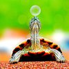 Двухголовая черепаха умилила пользователей сети (видео)