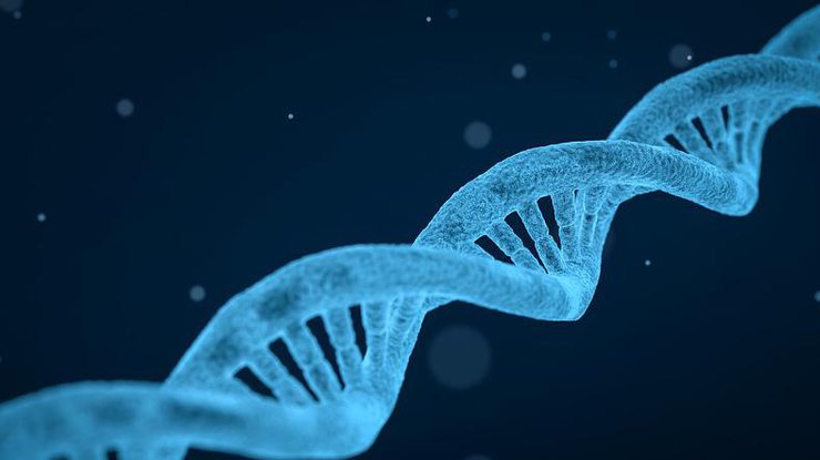 Большинство людей имеют около 2% неандертальского ДНК. Илл.: pixabay.com
