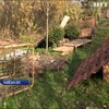Звіряча жорстокість: на Львівщині диких тварин зацькували собаками