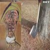 У Румунії під деревом відкопали картину Пікассо