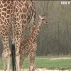 У Берлінському зоопарку показали дитинча жирафа