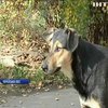 На Черкащині масово потруїли безпритульних собак