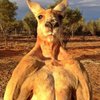 Умер самый известный в мире кенгуру (фото)