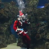 Санта-Клаус погодував акулу смаколиками (відео)