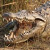 В желудке крокодила нашли останки девушки и рыбака 