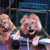 В Украине запретят использовать животных в цирках