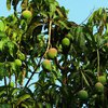 Медики раскрыли удивительное свойство манго