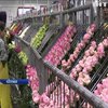 В Колумбії сотні гастарбайтерів з Венесуели пакують троянди