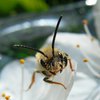 Жителей Мексики атаковали агрессивные пчелы 