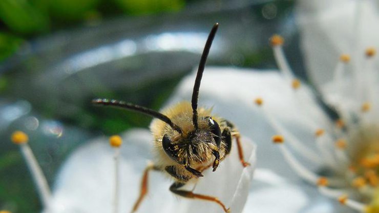 Жителей Мексики атаковали агрессивные пчелы 