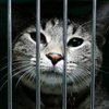 Украинские заключенные смогут содержать в камерах домашних животных
