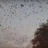 Аномалия в США: тысячи птиц затмили оживленную трассу (видео)